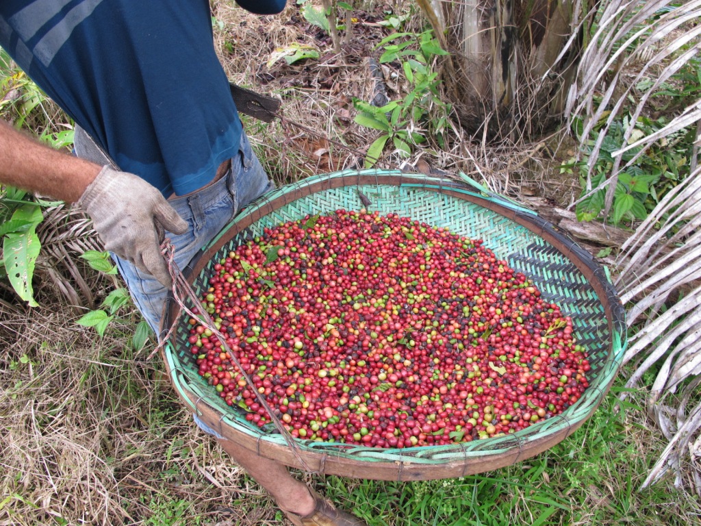 Resultado de imagem para plantio de cafe agroflorestal