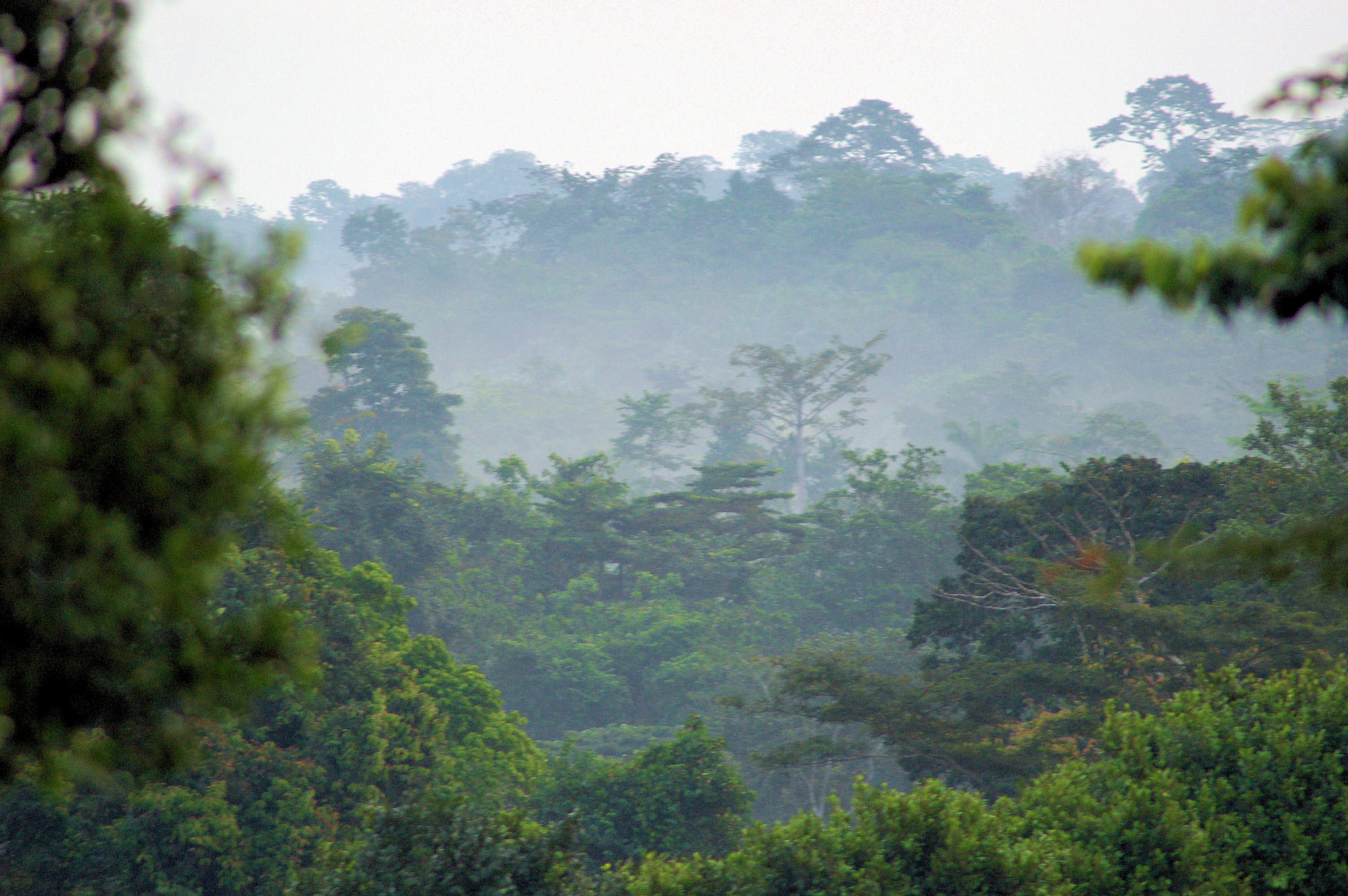 Posicionamento da Coalizão Brasil sobre REDD+