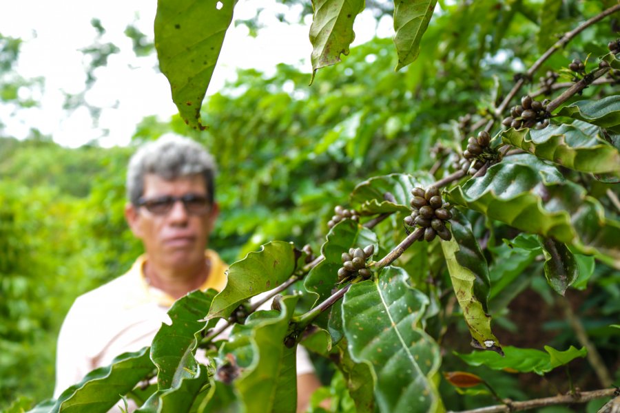 Com o projeto de Café em Agrofloresta, o Idesam já beneficiou mais de 30 produtores da região de Apuí, ajudando a reflorestar cerca de 60 hectares no município