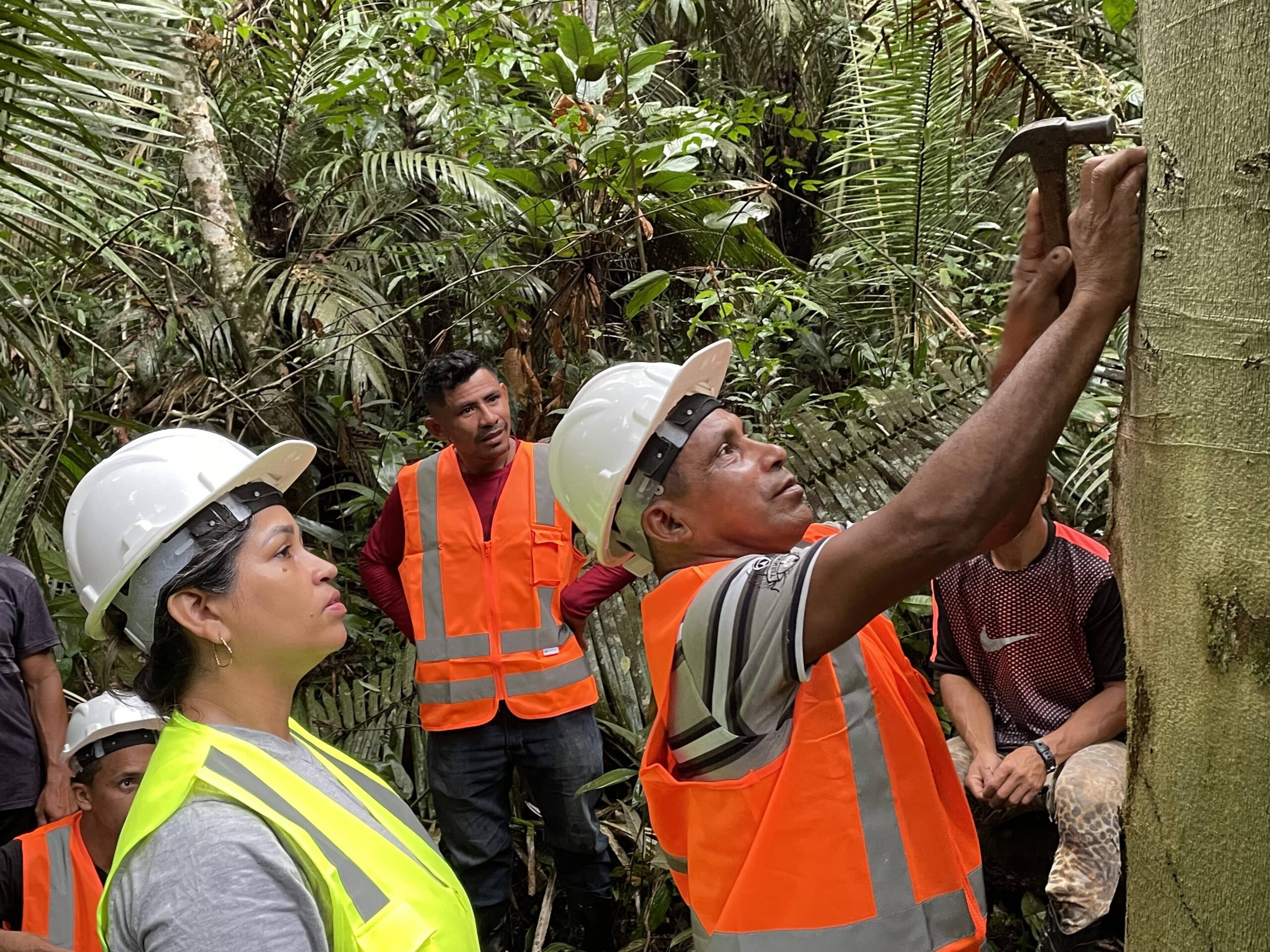 engenheiros florestais em atividade